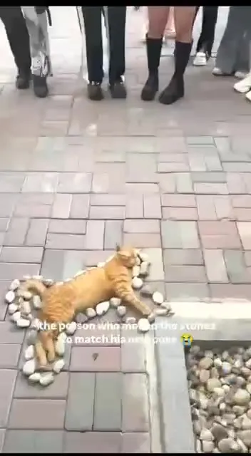 Cat Pose Made of Stones