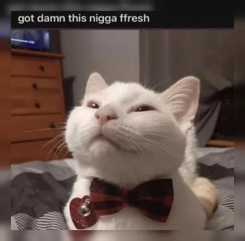 Fresh Cat in a Bow Tie
