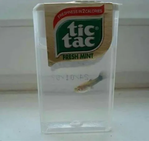 Рыбка в коробочке Tic Tac