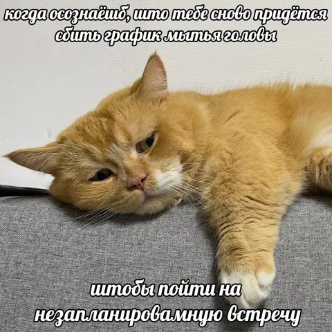 Кот перед незапланированной встречей