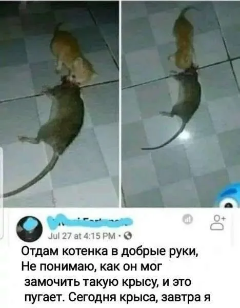 Котенок победил крысу