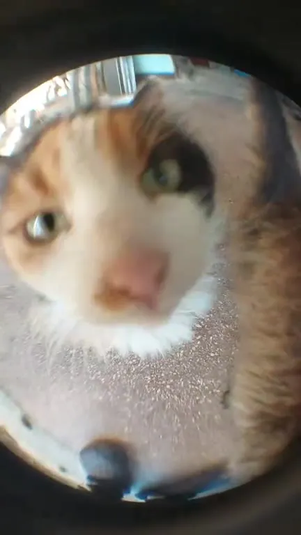 Коты у дверного глазка