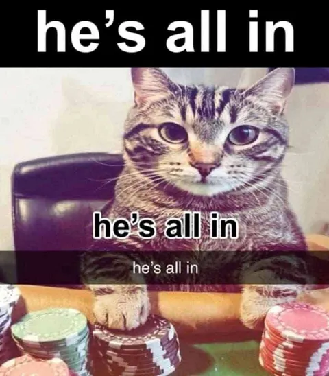 Cat Goes All In