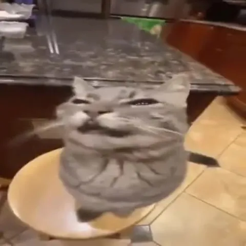 Котята под драм-н-бейс