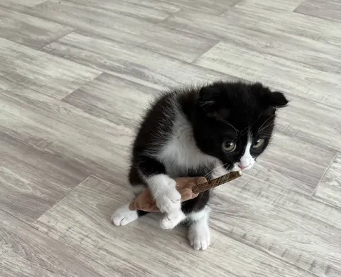 Котёнок с палкой