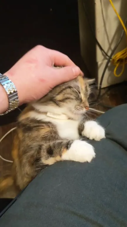 Котёнок засыпает под лаской