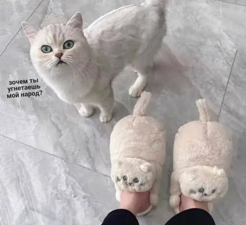 Кот угнетает свой народ