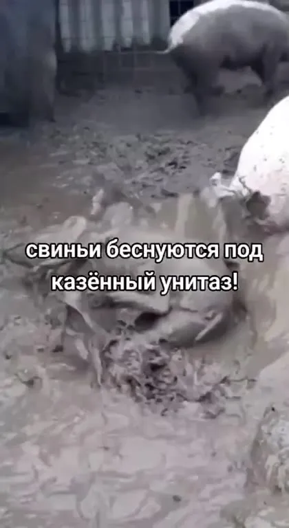 Свиньи бесятся под казённый унитаз