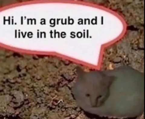Grub Lives in the Soil