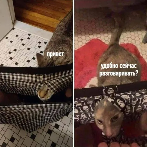 Кот звонит в неудобный момент
