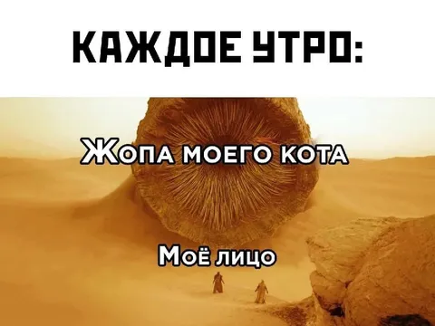 Жопа моего кота каждое утро