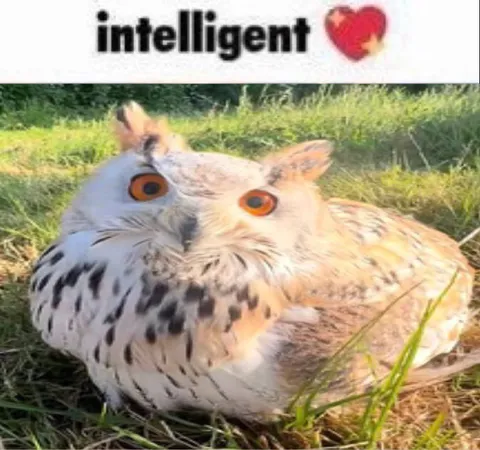 Intelligent Owl Reaction