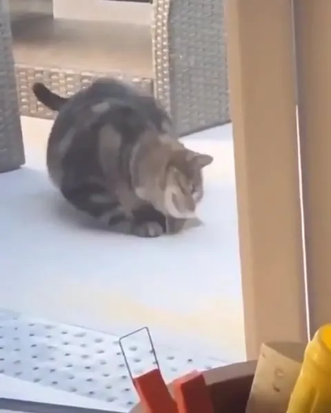 Кот пытается поймать птичку