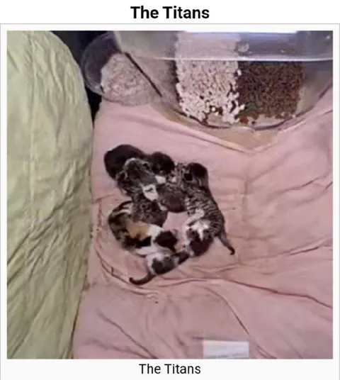 Tiny Kittens, The Titans