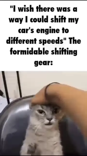 The Formidable Shifting Gear Cat