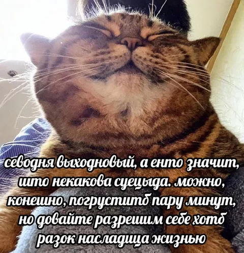 Кот наслаждается выходным