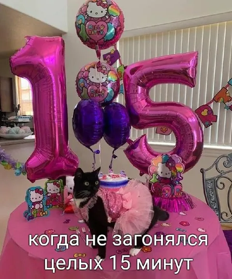 Кошка не загонялась 15 минут
