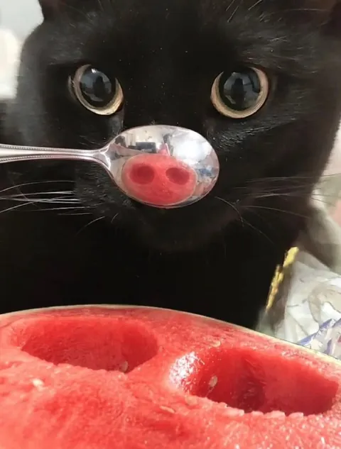Кот с арбузным пятачком