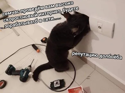 Кот чинит интернет