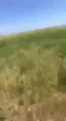 Пассажирка в прицепе на кочках