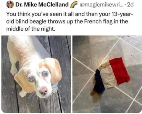 Blind Beagle Throws Up French Flag