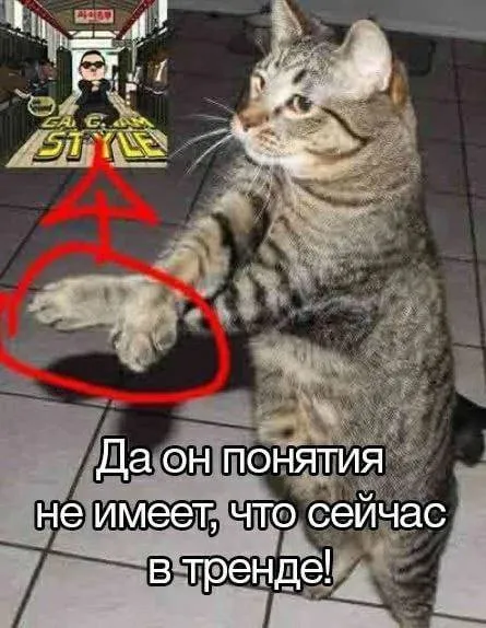 Кот не понимает тренды
