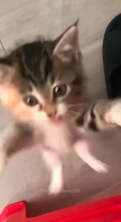 Tiny Cats Causing Big Drama