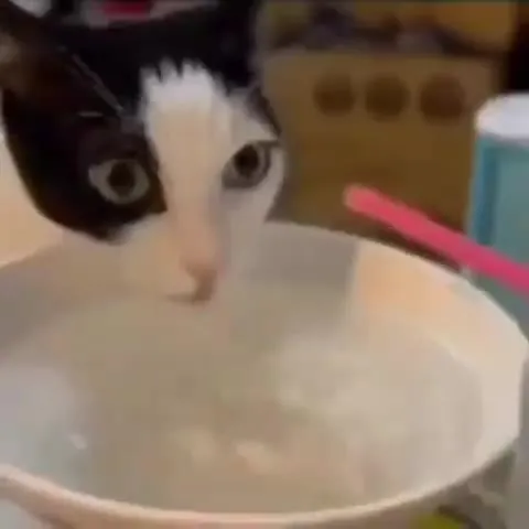 Кот пьёт из миски