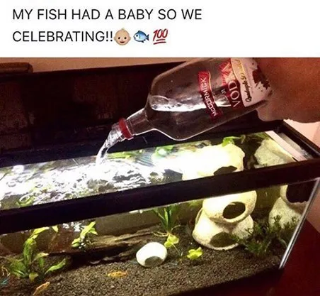 Fish Baby Celebration