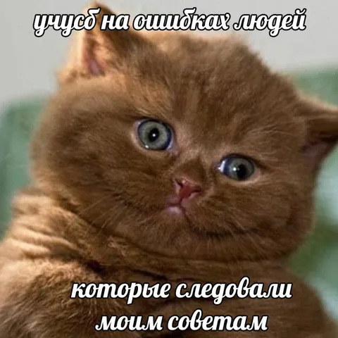 Котёнок учится на ошибках
