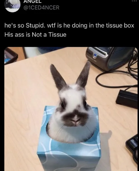 Bunny in the Tissue Box