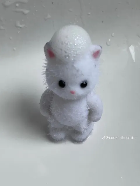 Мокрый грустный котёнок