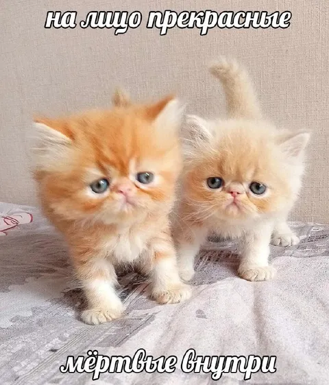 Прекрасные с мёртвыми глазами