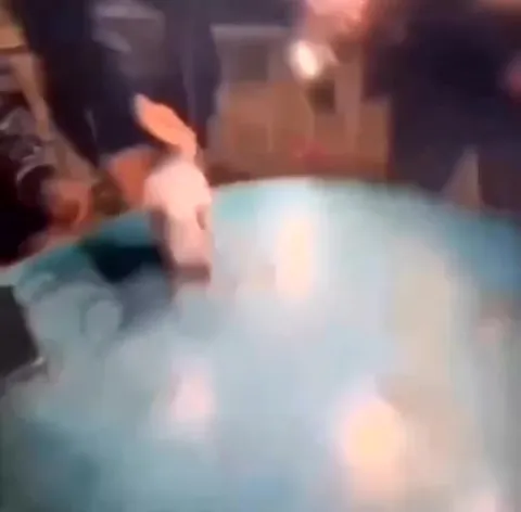 Хомяк катается по столу