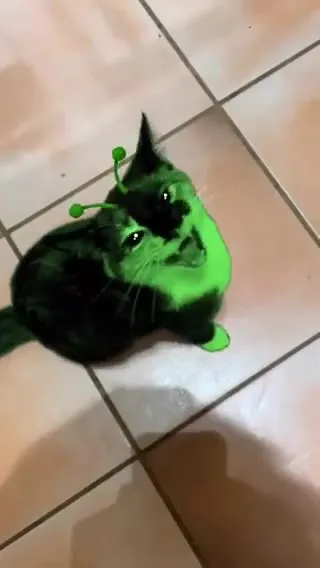 Кот ждёт до завтра
