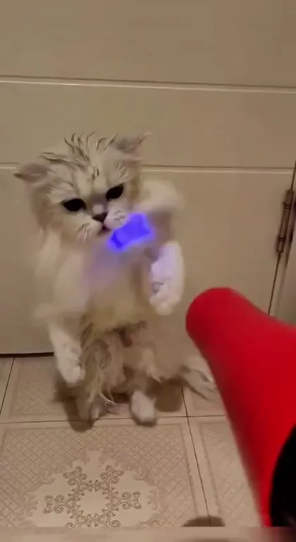 Кот отбивается от невидимых ударов