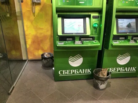 Коты в банкоматах Сбербанка