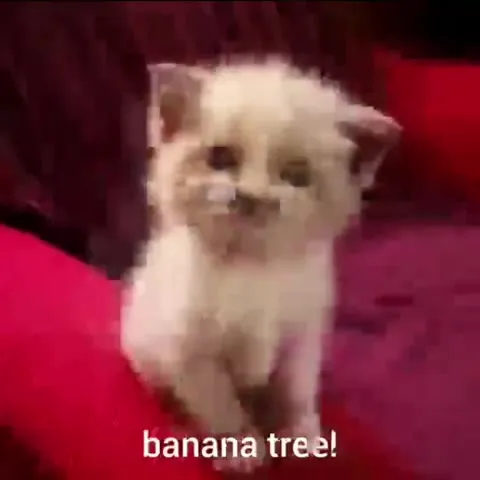 Do You See Banana Man?