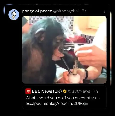 Escaped Monkey Advice
