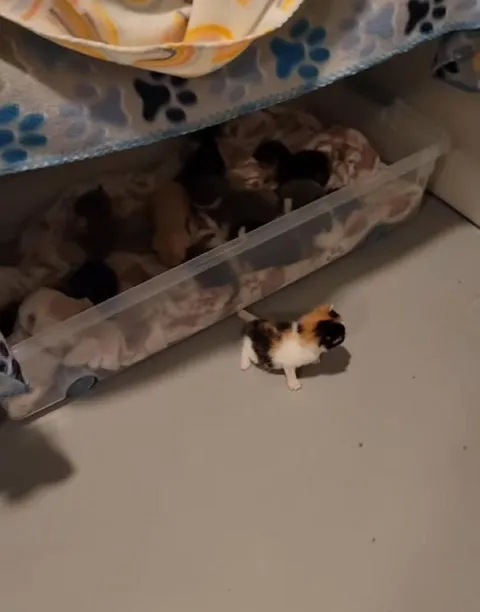 Котёнок сбежал из коробки