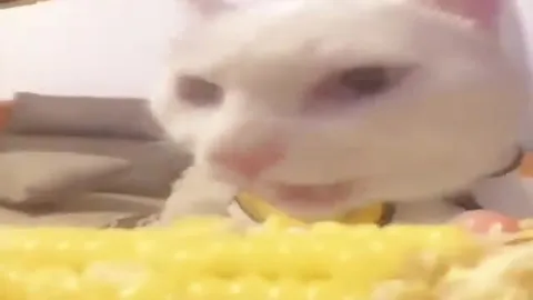 This Cat Sniffs Silly Goobers