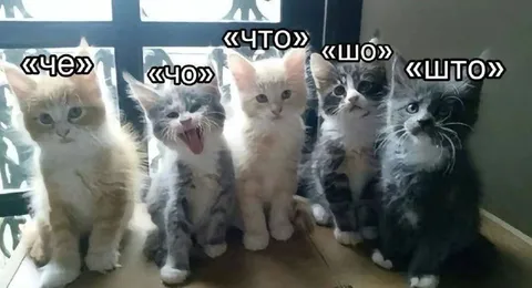 Пять котов говорят «что»