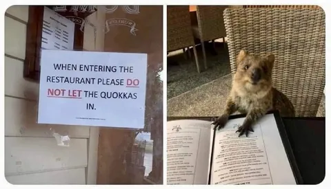 Do Not Let the Quokkas In