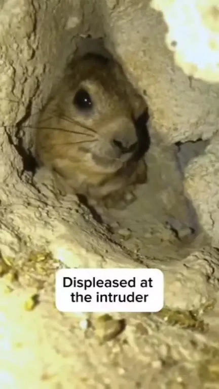 Displeased Rodent Reacts to Intruder