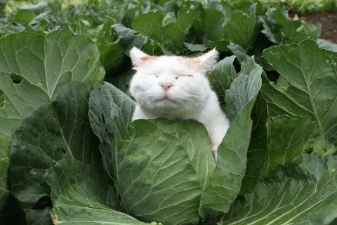 Кот в капустных листьях