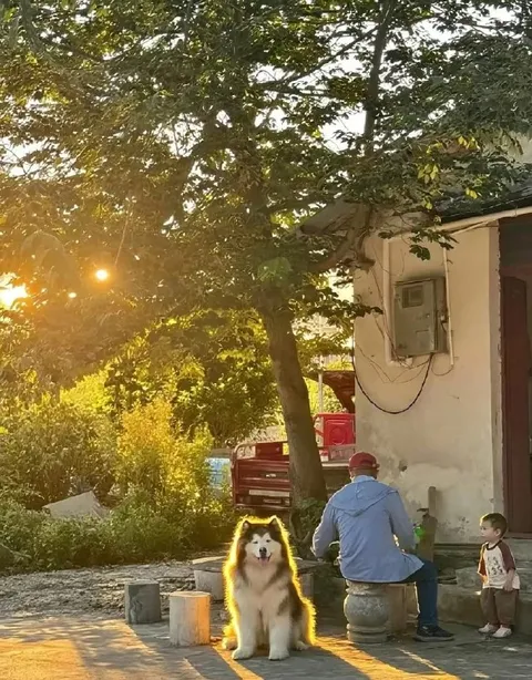 Сияющий пёс во дворе