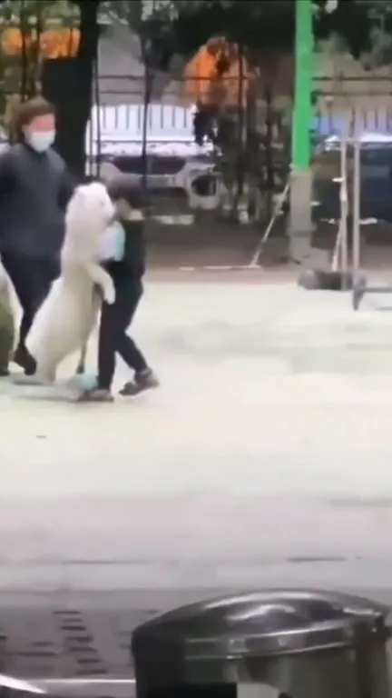 Собака не хочет гулять