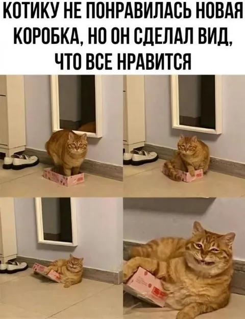 Котик делает вид, что нравится