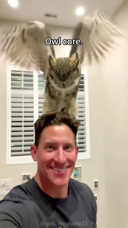 Owl Core Compilation