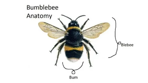 Bumblebee Anatomy Joke